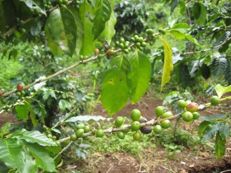 Arabica cherry