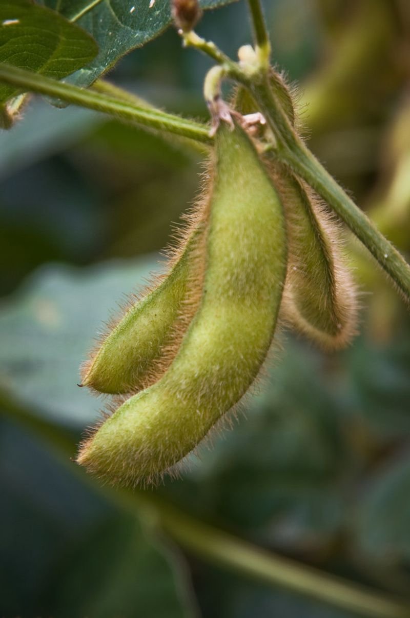 Senna pods
