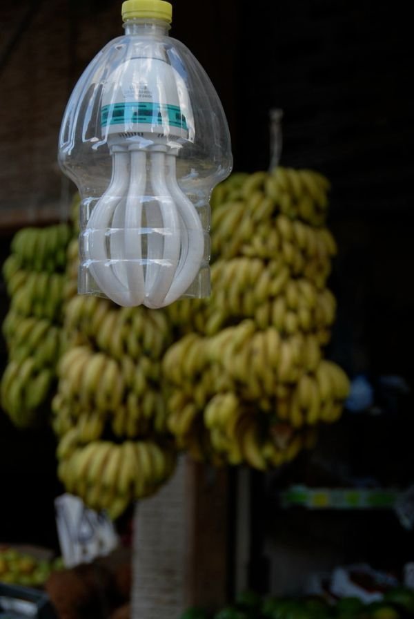 Cavendish Banana / Elaichi Banana