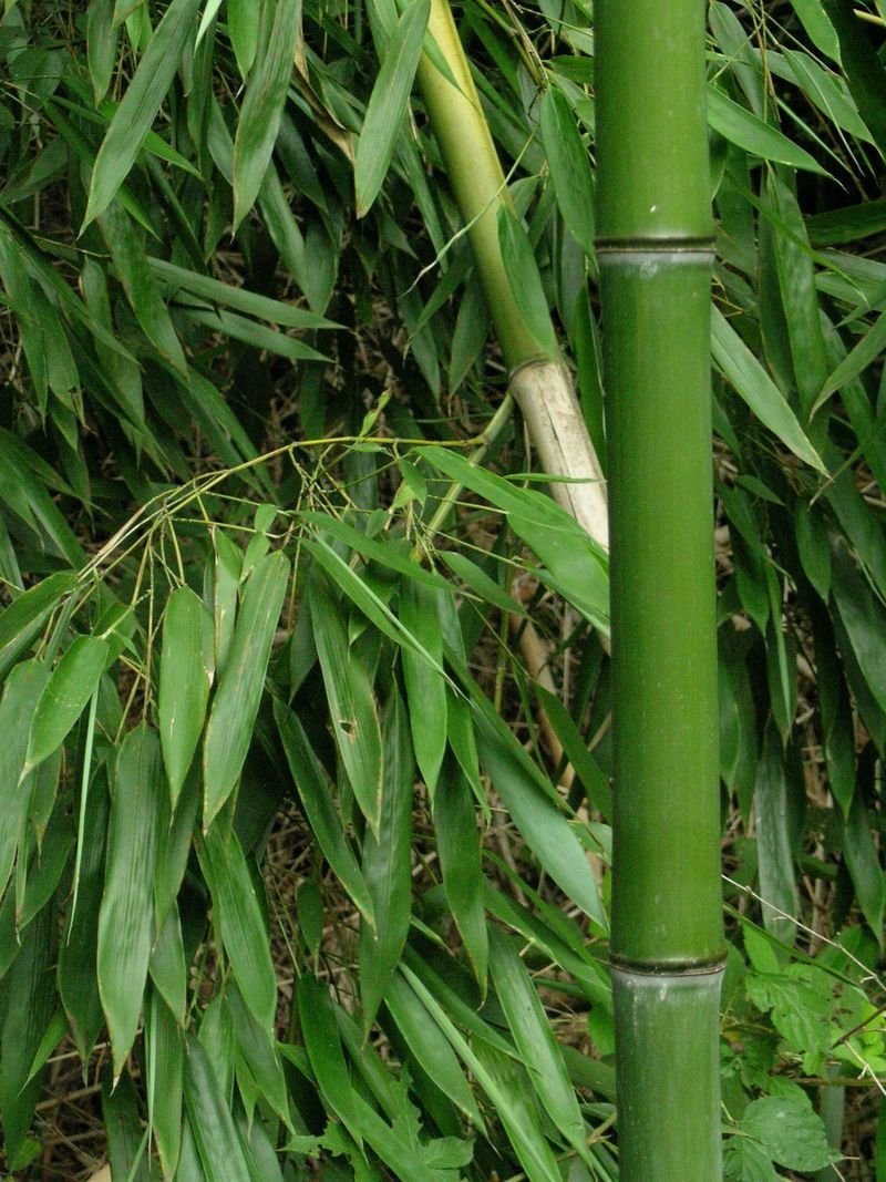 bamboo