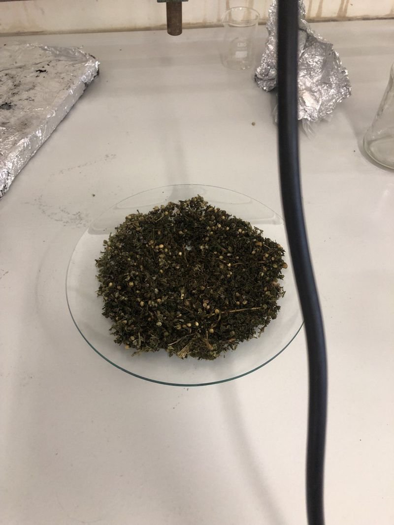Senna Tea Cut