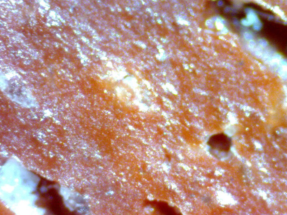 Pancreatin