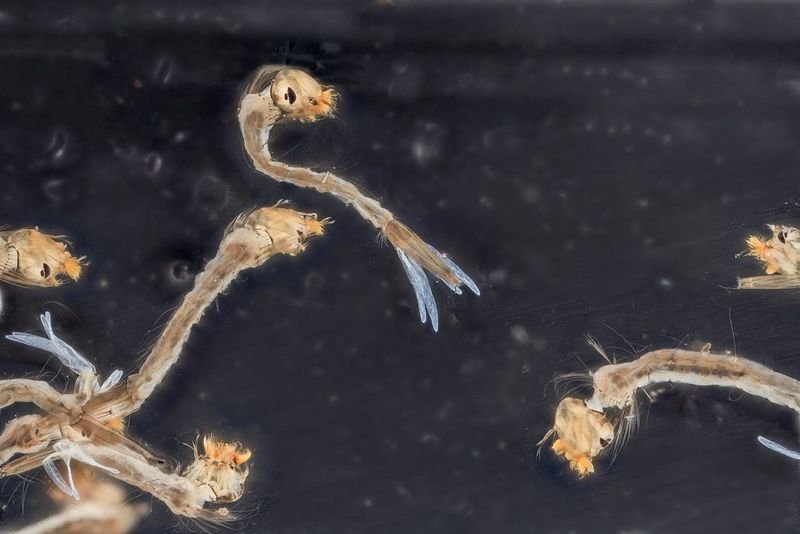 Bacillus Subtilis