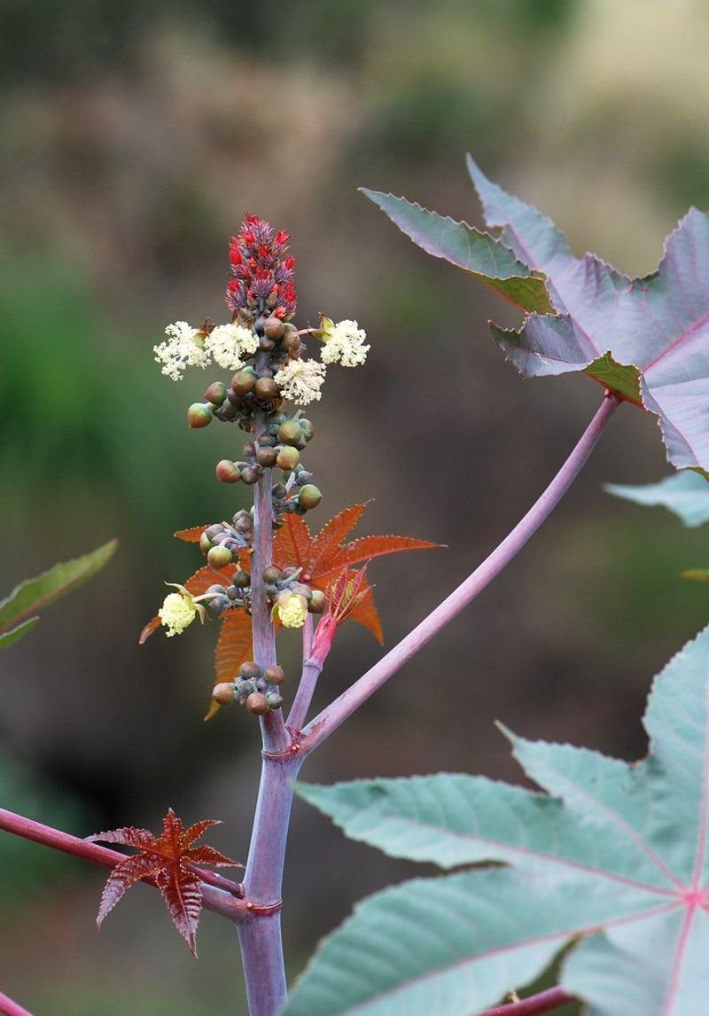 Picrorhiza Kurroa