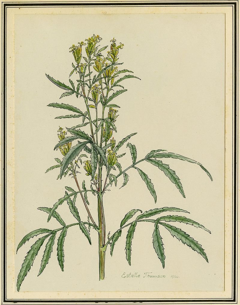 Olive Leaf Extract Oleuropein