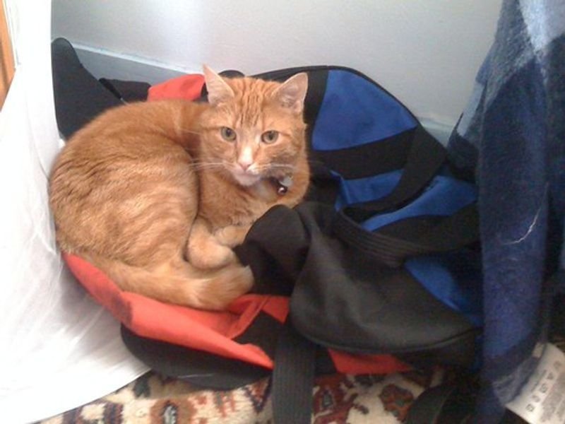 Pet Travel Carrier Dogs And Cats Bag
