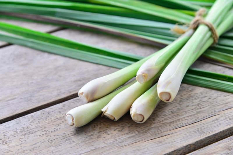 Areca Leaf Products