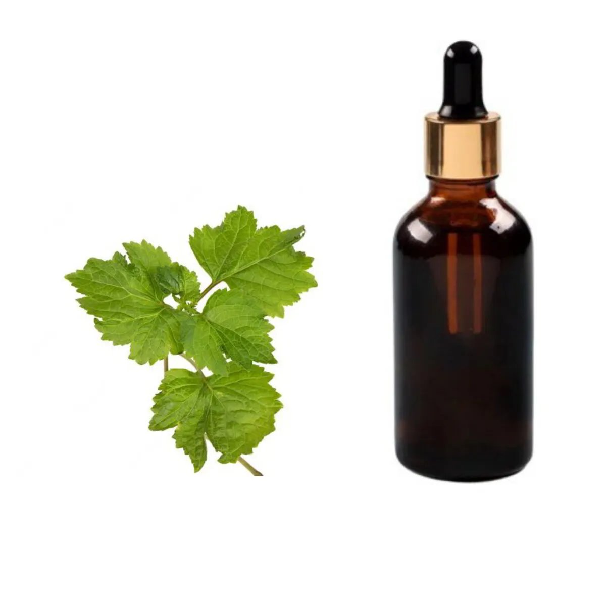 Geranium Egypcian Oil