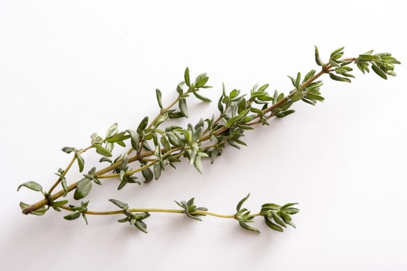 Bacopa Monnieri Extract