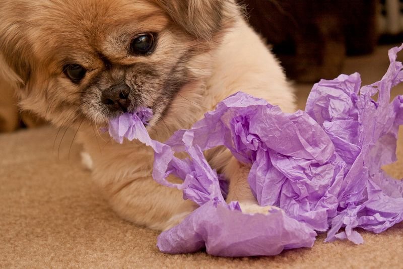 No Chew Bandage