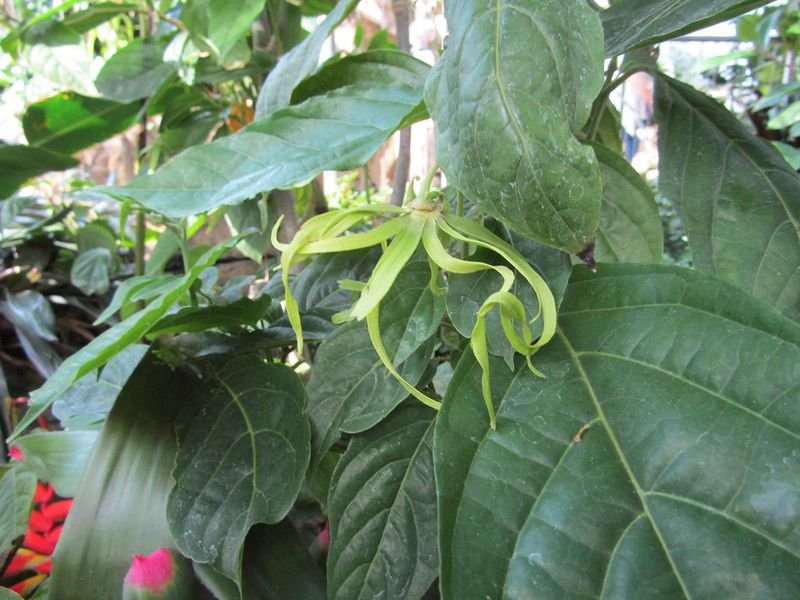 Monstera Karstenianum – Unique Tropical Climbing Plant with Glossy Foliage
