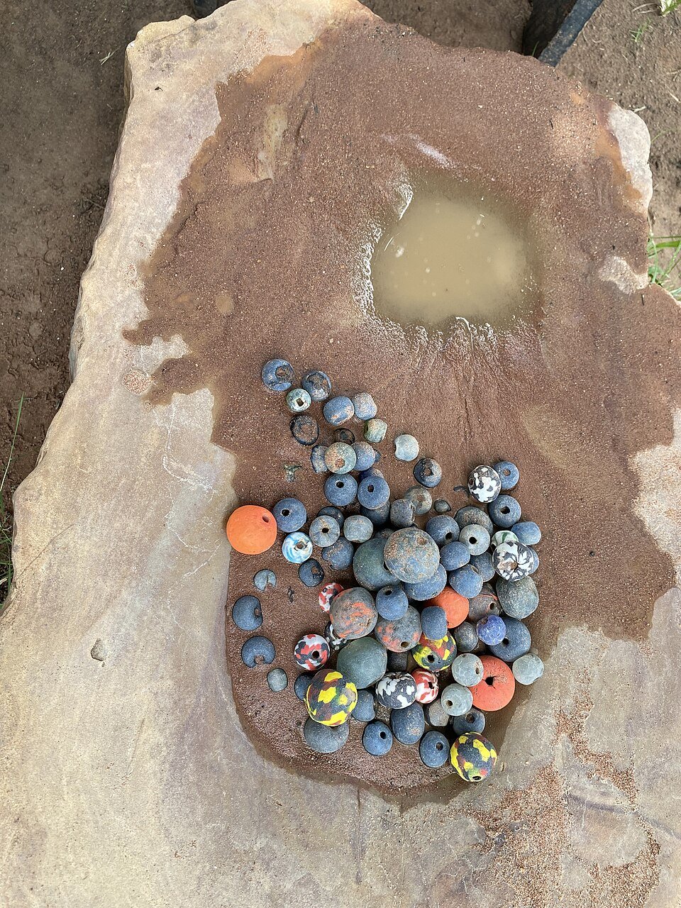 Button Mushroom Spawn