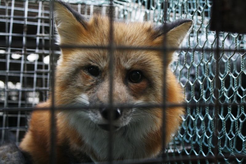 Fox nut