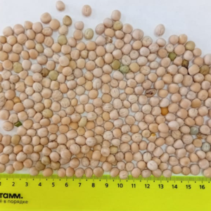 Lentils