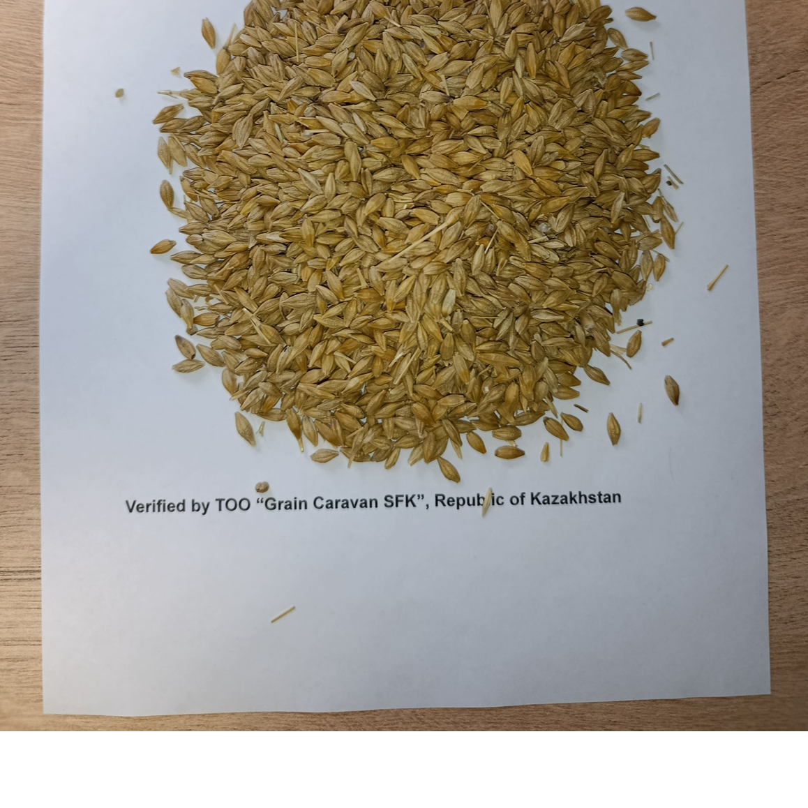 Barley