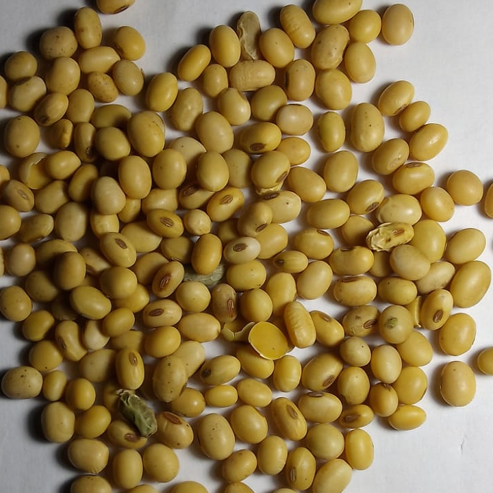 NON GMO SOYBEAN