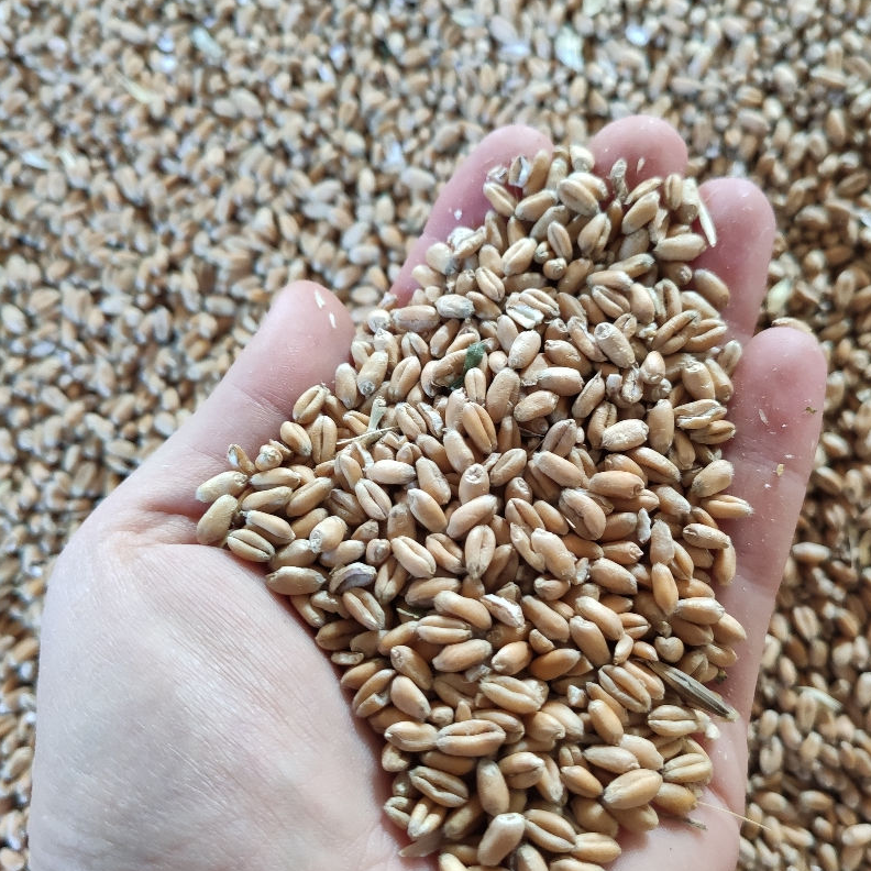 Milling wheat 12,50% protein