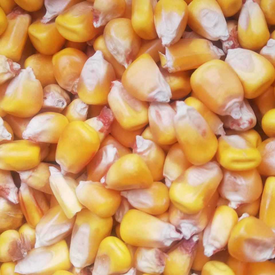 "#Corn & #Coriander: ? ?????? ?? ?????-????? ?????? ??? ?????."? ? ?  ?