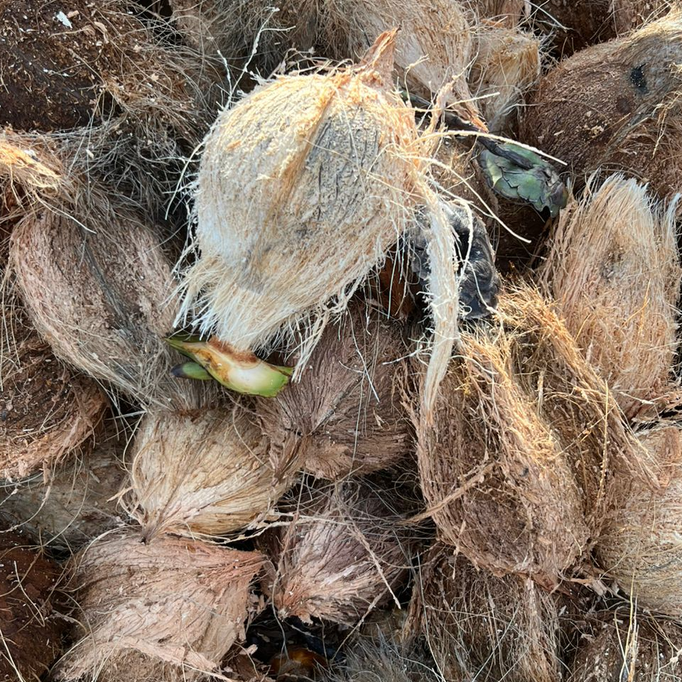Semi Husked Coconut – 800–1200g – Indonesia Origin