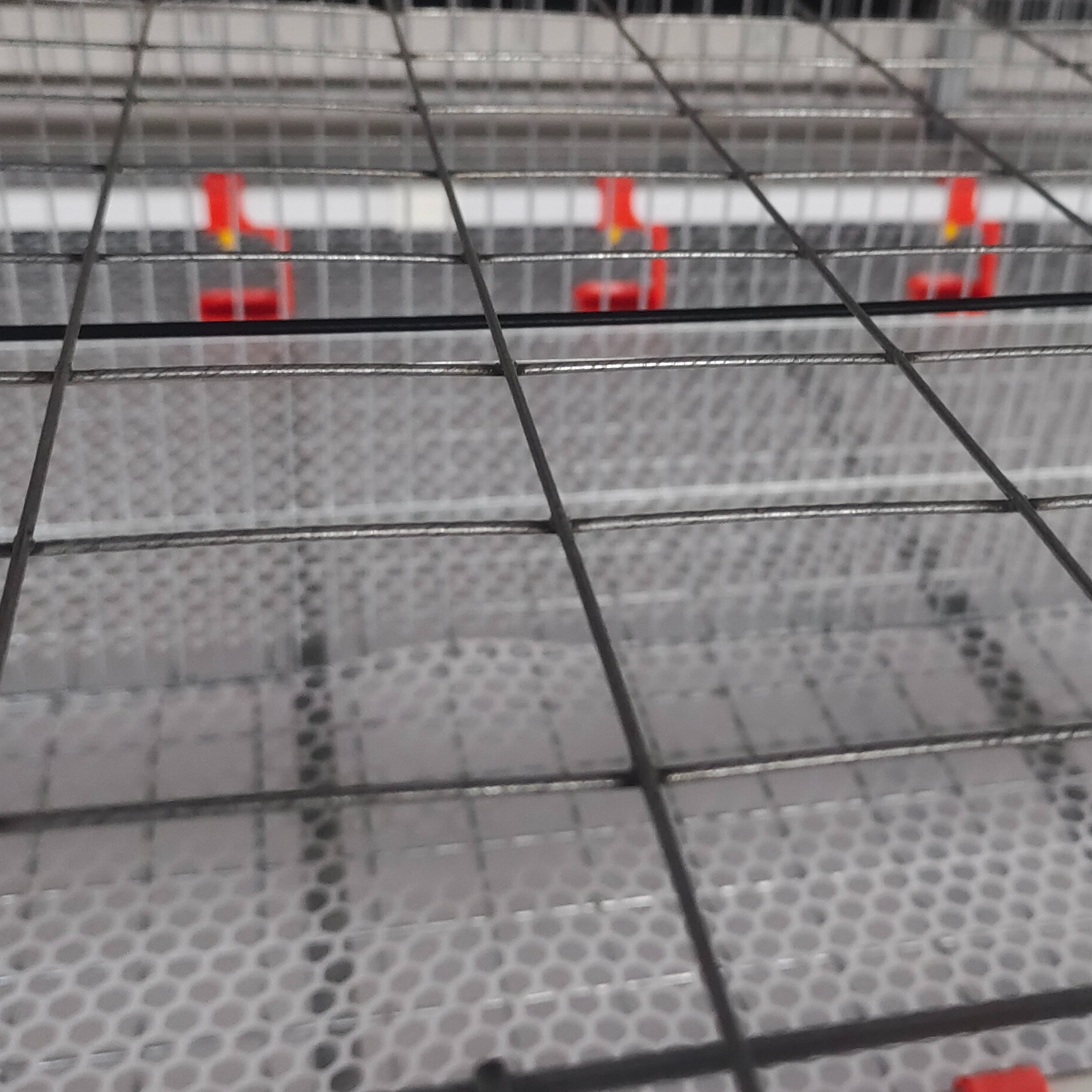 Breeder Feeding and Drinking System