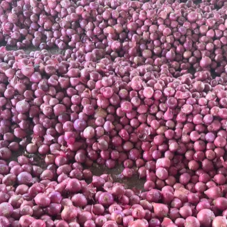 Onion