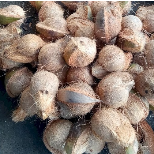 Coconut Seed