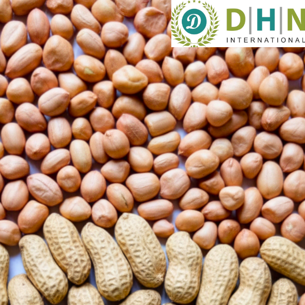 Peanut Groundnuts DHN INTERATIONAL INDIA