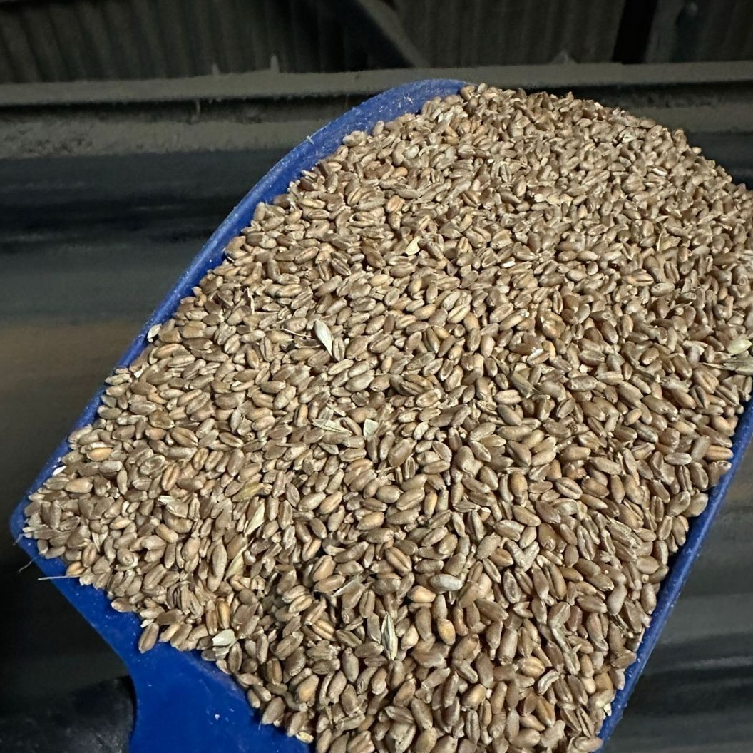 Milling wheat 12,50% protein