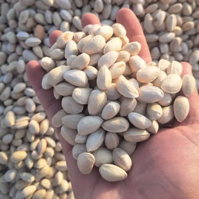 Closed-shell pistachio