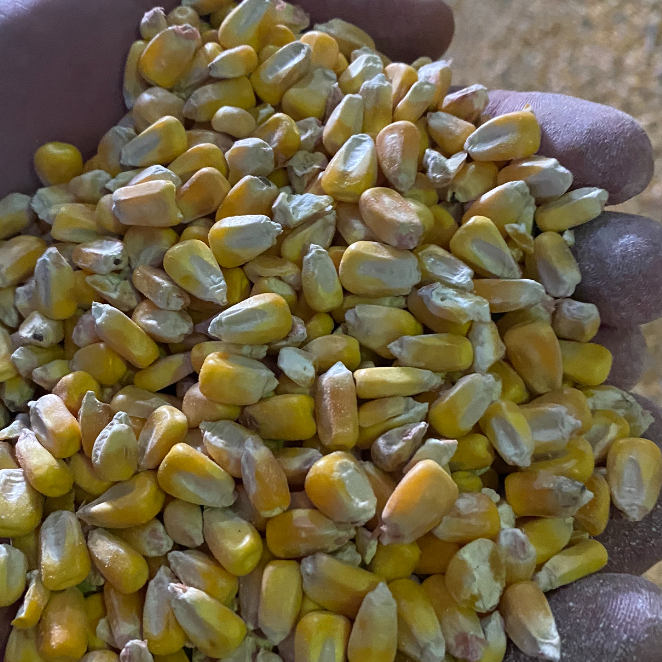 Yellow corn non GMO