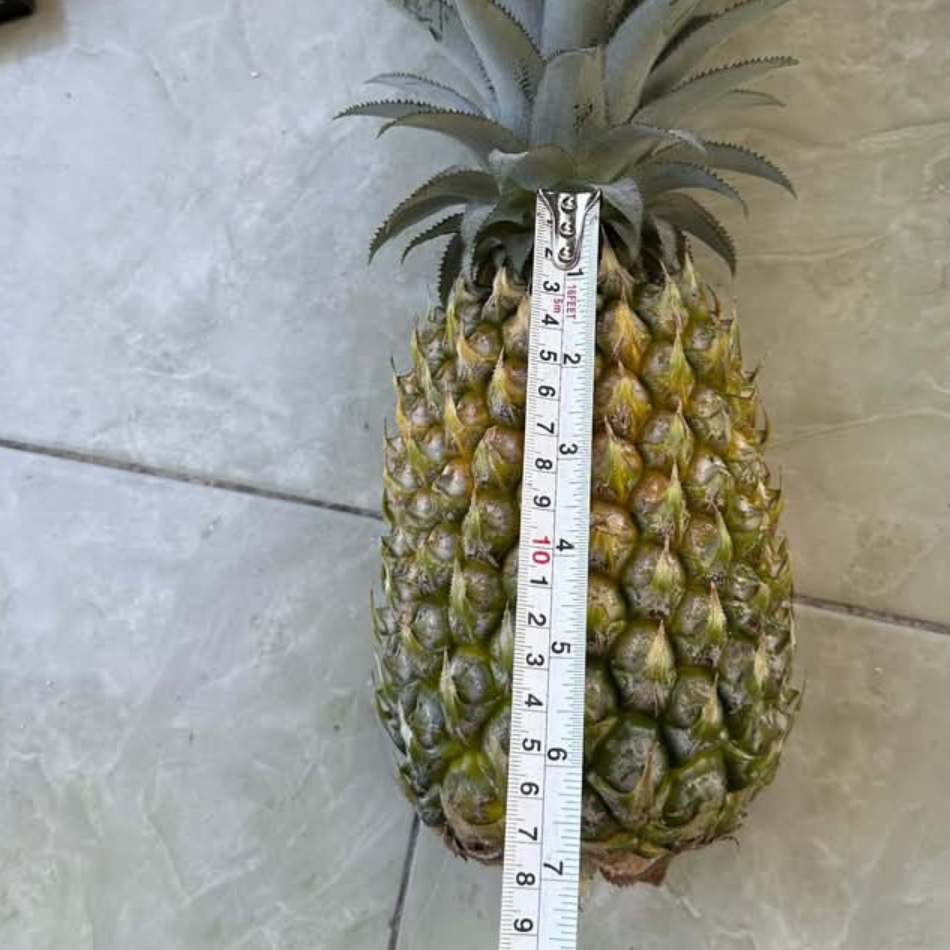 Pineapple