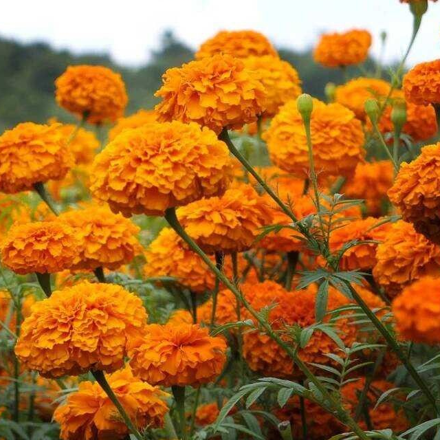 Marigold Extract