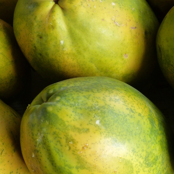Ceylon Papaya