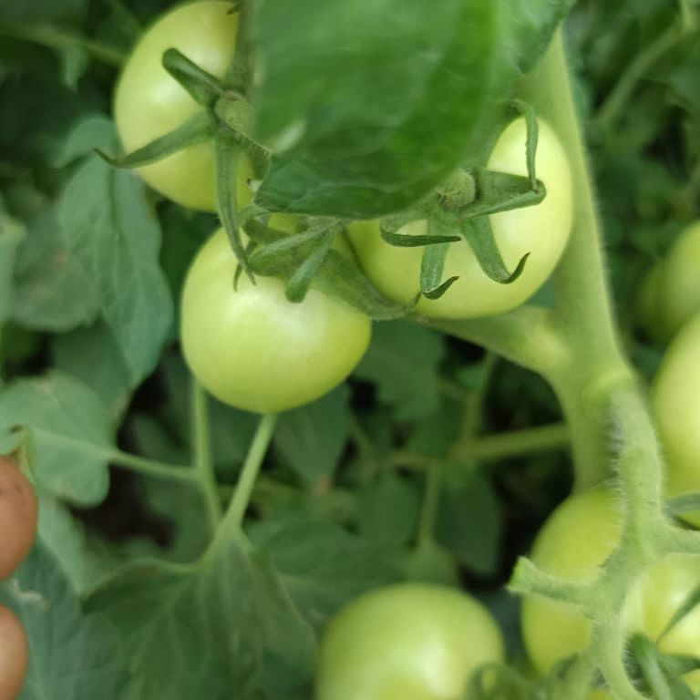 Ceylon Nature Agri Tomato