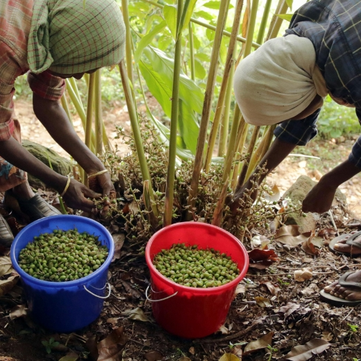 Premium Ceylon Cardamom
