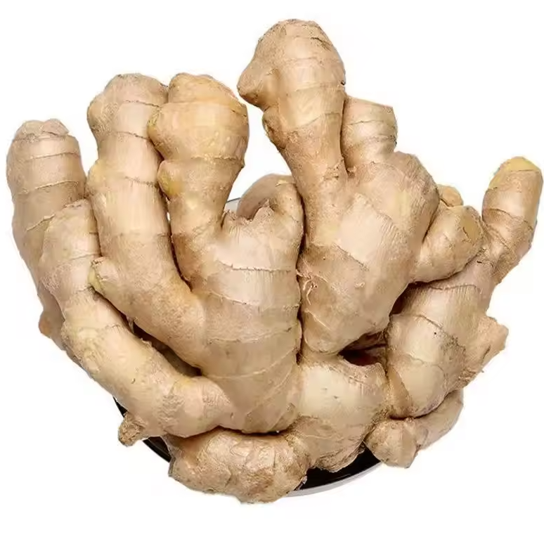 Premium Fresh Ginger (Zingiber officinale) – Export Grade | Bulk Supply
