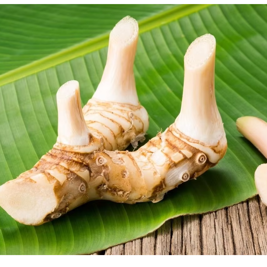 Fresh Galangal Root Export Quality for Food Processing & Culinary Use