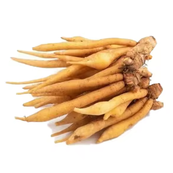 Fresh Fingerroot (Boesenbergia rotunda) Export Quality for Food & Processing