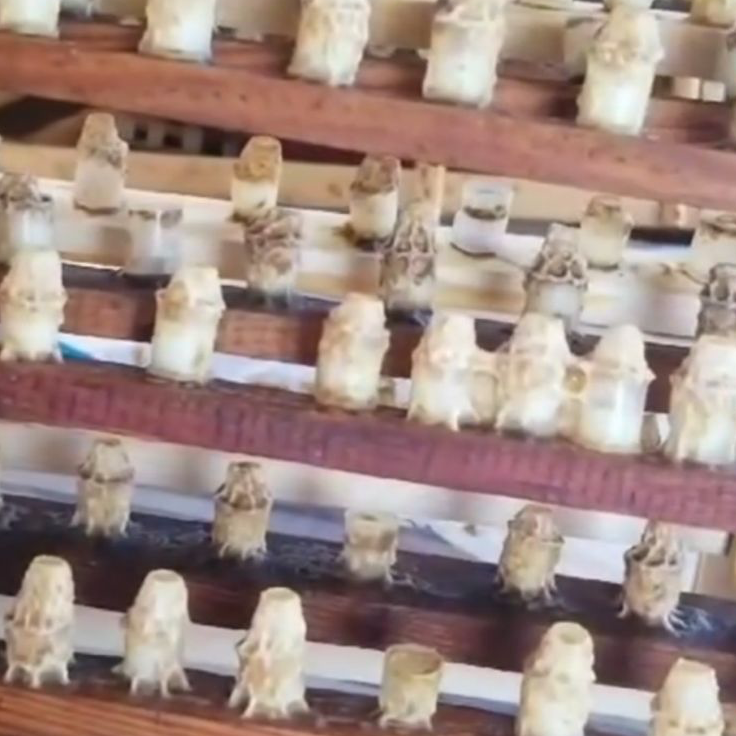 NATURAL ALBANIAN ROYAL JELLY