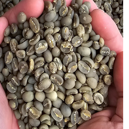 Green Coffee Beans Arabica & Robusta - Indonesia origin