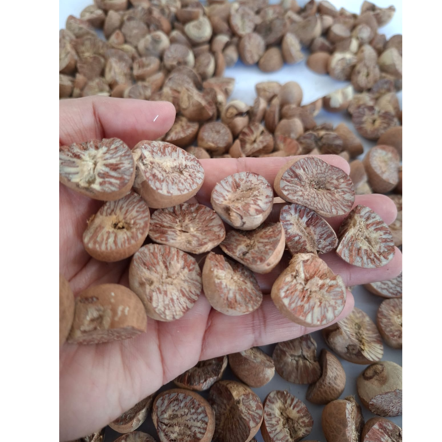 Betel Nuts / Supari / Areca Nuts from Indonesia