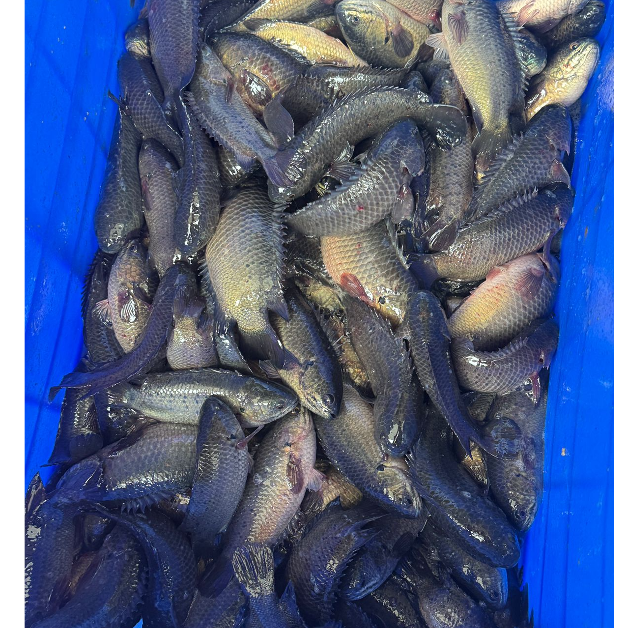 Climbing Perch / Anabas / Vietnam Koi