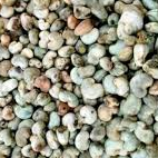 Raw Cashewnuts & Processed Cashewnuts