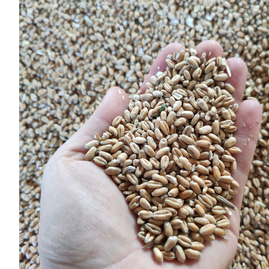 Milling wheat 11,50% protein