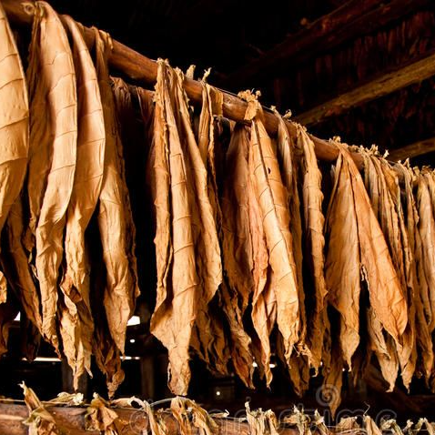 Tobacco Leaf