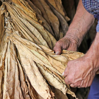 Tobacco Leaf