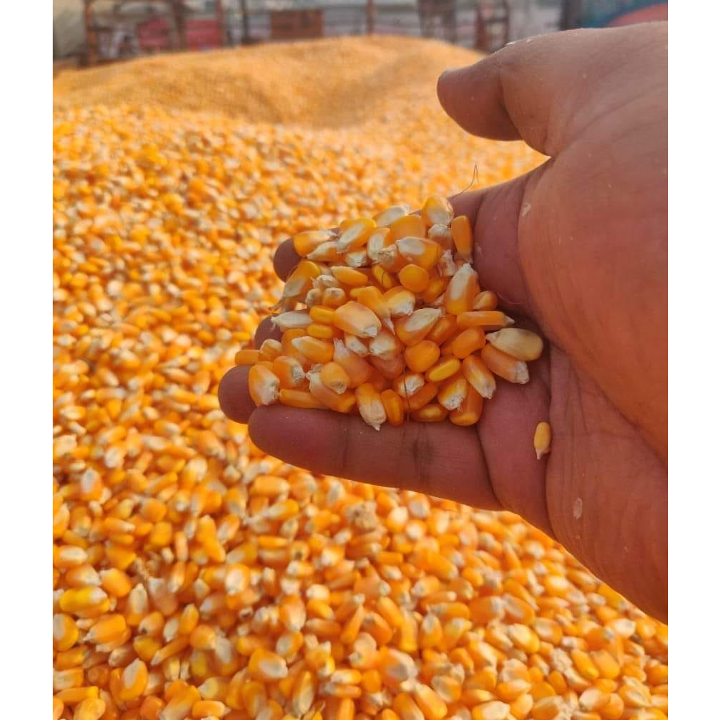 Yellow Maize/Corn GMO and Non GMO