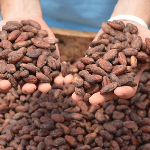 COCOA