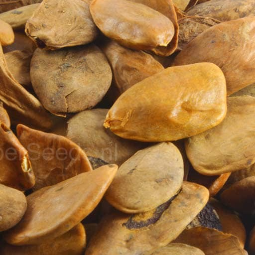 Akuamma seeds