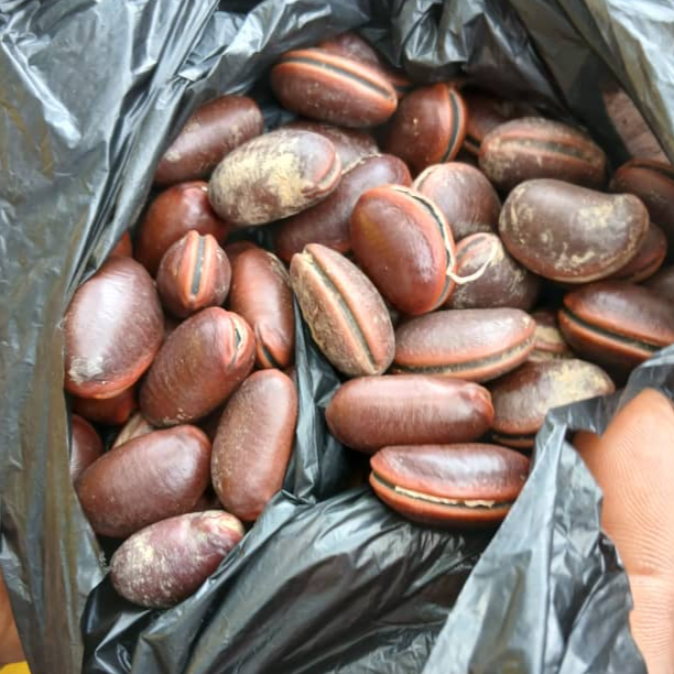 Calabar bean